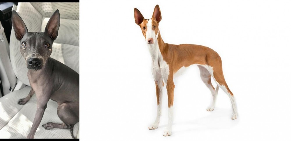 Ibizan Hound vs American Hairless Terrier - Breed Comparison