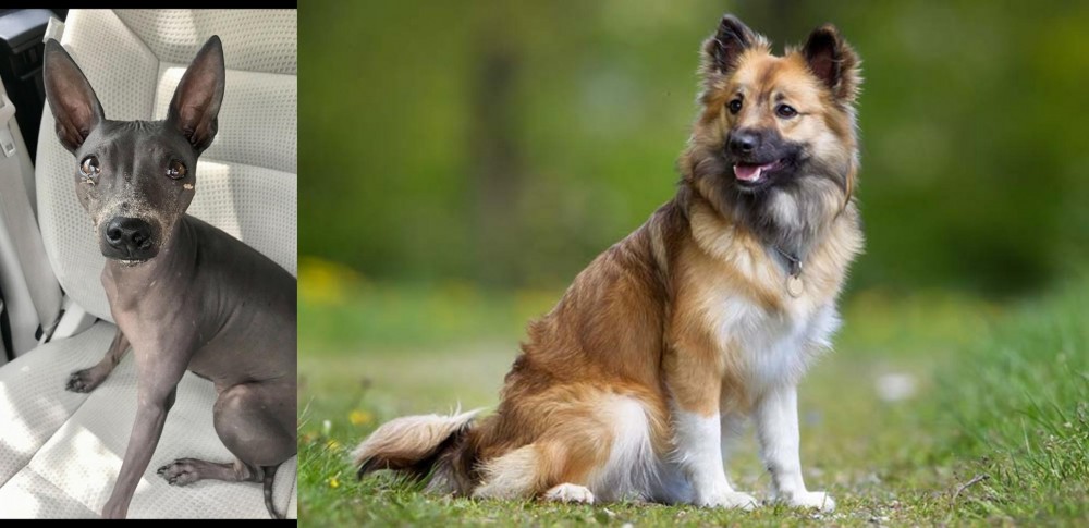 Icelandic Sheepdog vs American Hairless Terrier - Breed Comparison