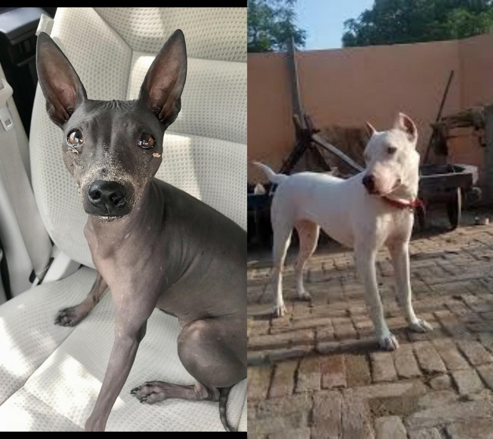 Indian Bull Terrier vs American Hairless Terrier - Breed Comparison