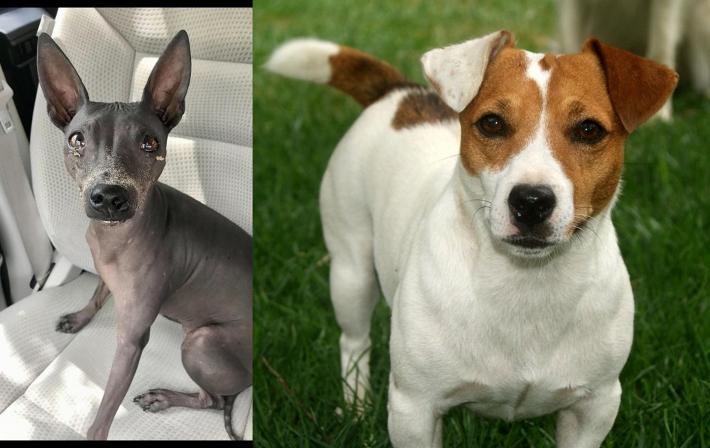Irish Jack Russell vs American Hairless Terrier - Breed Comparison