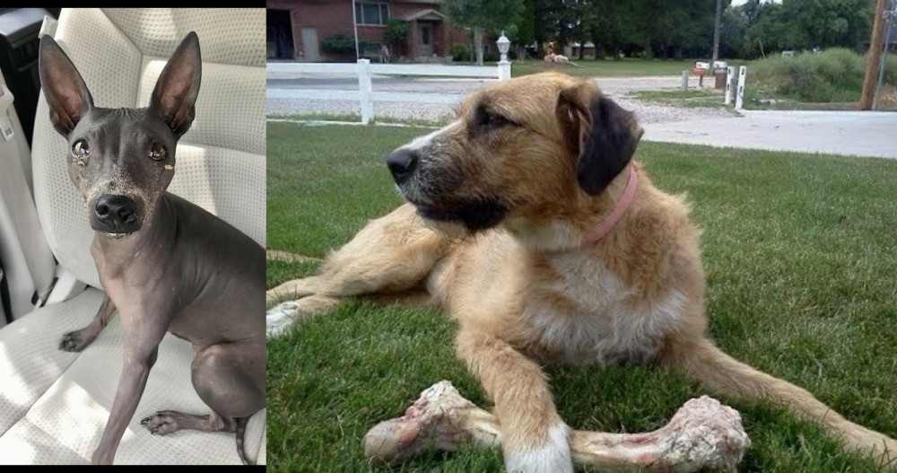 Irish Mastiff Hound vs American Hairless Terrier - Breed Comparison