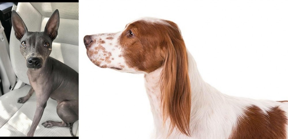 Irish Red and White Setter vs American Hairless Terrier - Breed Comparison