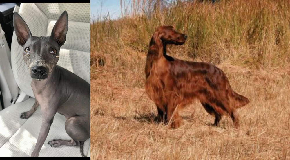 Irish Setter vs American Hairless Terrier - Breed Comparison