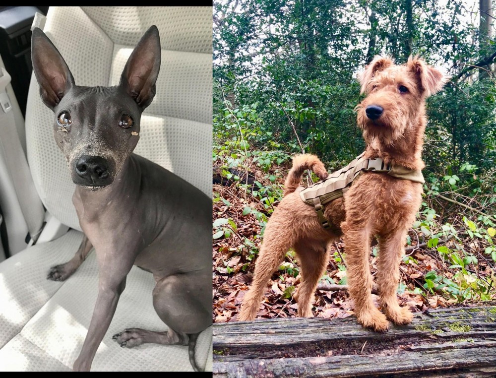 Irish Terrier vs American Hairless Terrier - Breed Comparison
