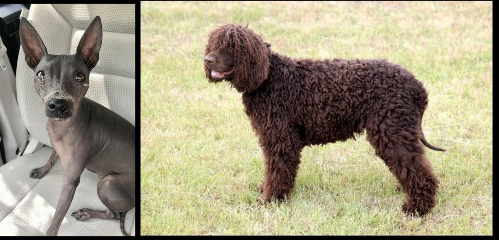 Irish Water Spaniel vs American Hairless Terrier - Breed Comparison