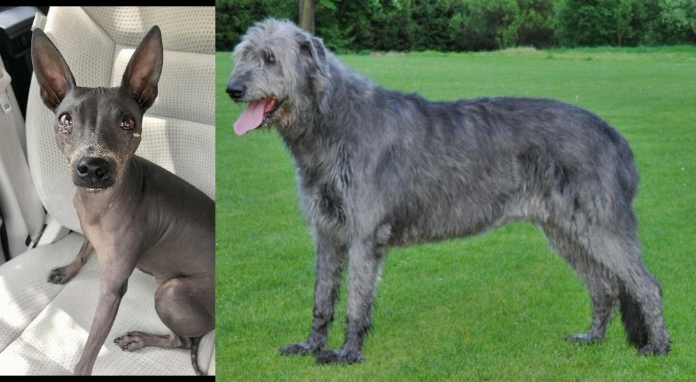 Irish Wolfhound vs American Hairless Terrier - Breed Comparison