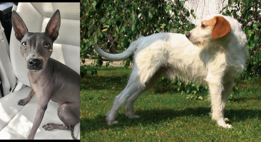 Istarski Ostrodlaki Gonic vs American Hairless Terrier - Breed Comparison