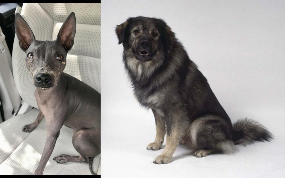 Istrian Sheepdog vs American Hairless Terrier - Breed Comparison