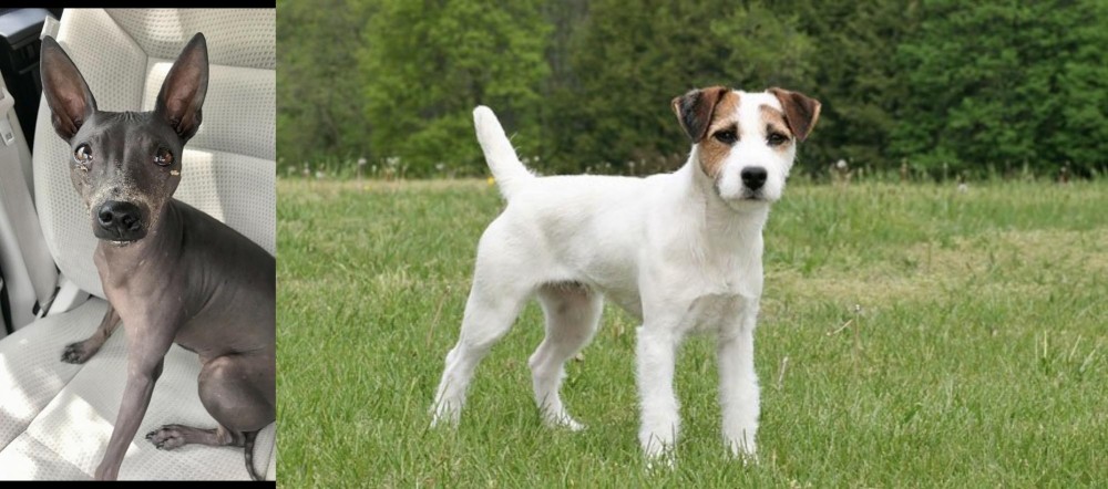 Jack Russell Terrier vs American Hairless Terrier - Breed Comparison