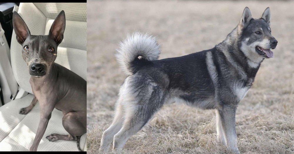 Jamthund vs American Hairless Terrier - Breed Comparison