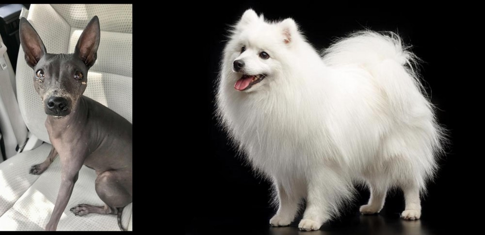 Japanese Spitz vs American Hairless Terrier - Breed Comparison