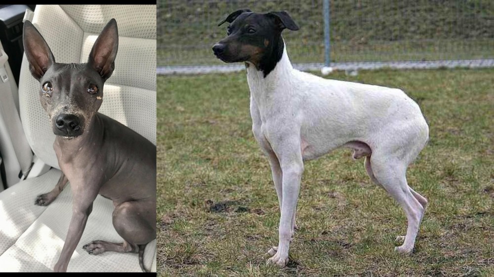 Japanese Terrier vs American Hairless Terrier - Breed Comparison