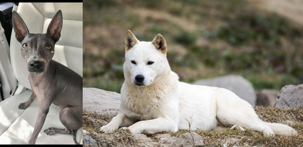 Jindo vs American Hairless Terrier - Breed Comparison