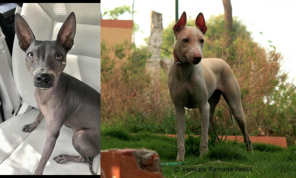 Jonangi vs American Hairless Terrier - Breed Comparison