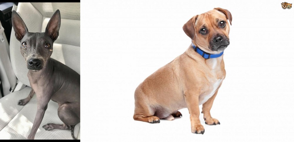 Jug vs American Hairless Terrier - Breed Comparison