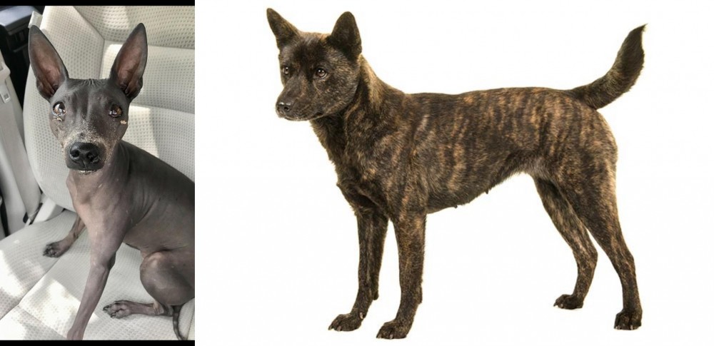 Kai Ken vs American Hairless Terrier - Breed Comparison