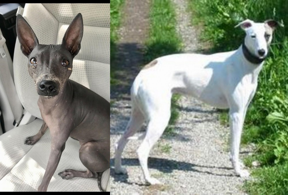 Kaikadi vs American Hairless Terrier - Breed Comparison
