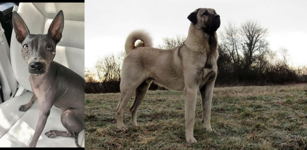 Kangal Dog vs American Hairless Terrier - Breed Comparison