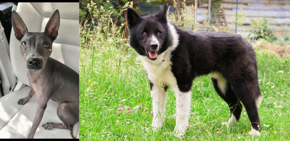Karelian Bear Dog vs American Hairless Terrier - Breed Comparison