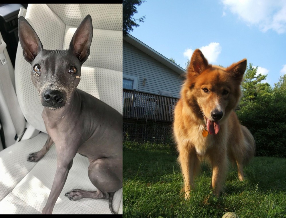 Karelo-Finnish Laika vs American Hairless Terrier - Breed Comparison