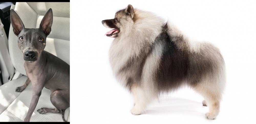 Keeshond vs American Hairless Terrier - Breed Comparison