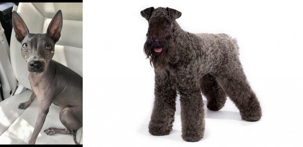 Kerry Blue Terrier vs American Hairless Terrier - Breed Comparison