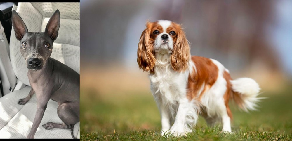 King Charles Spaniel vs American Hairless Terrier - Breed Comparison
