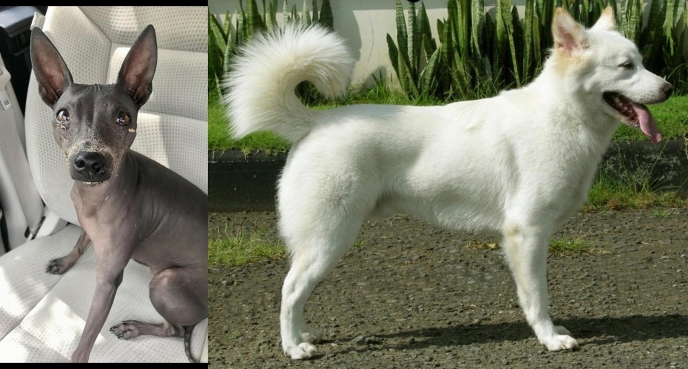 Kintamani vs American Hairless Terrier - Breed Comparison
