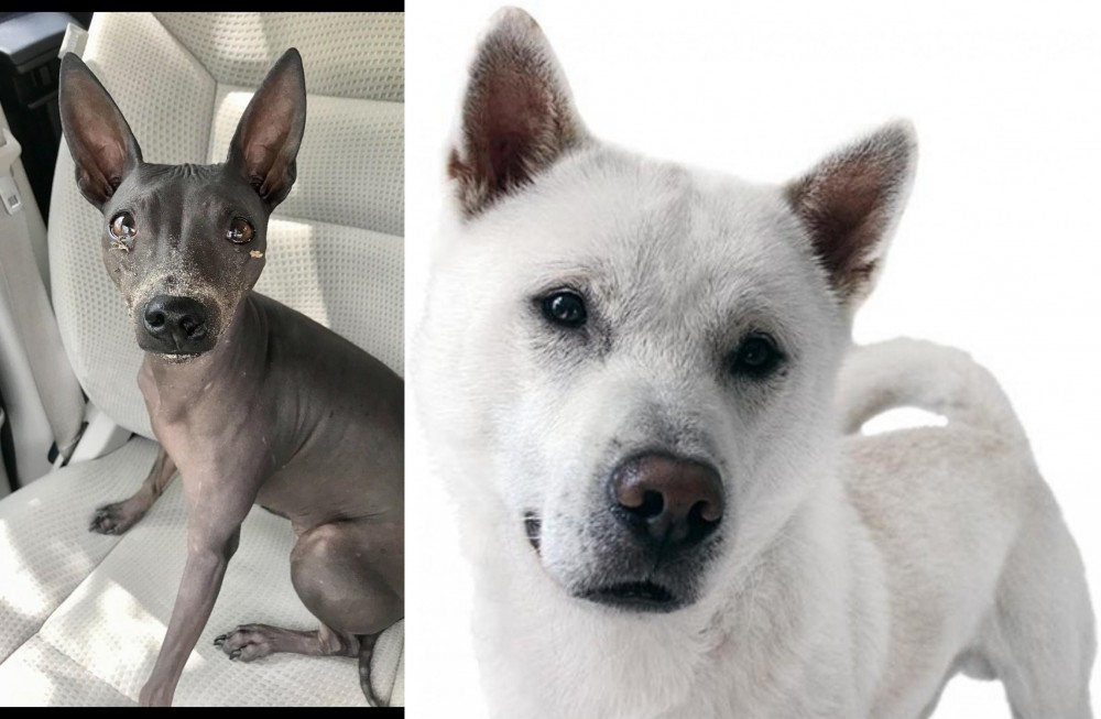 Kishu vs American Hairless Terrier - Breed Comparison