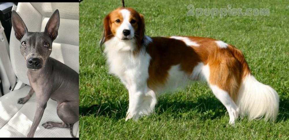 Kooikerhondje vs American Hairless Terrier - Breed Comparison