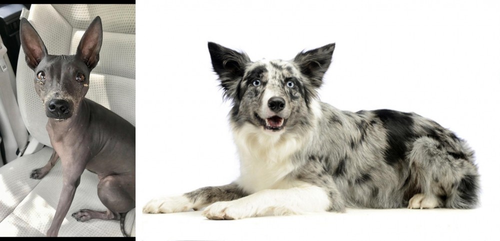 Koolie vs American Hairless Terrier - Breed Comparison