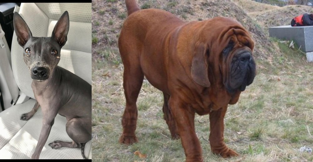 Korean Mastiff vs American Hairless Terrier - Breed Comparison