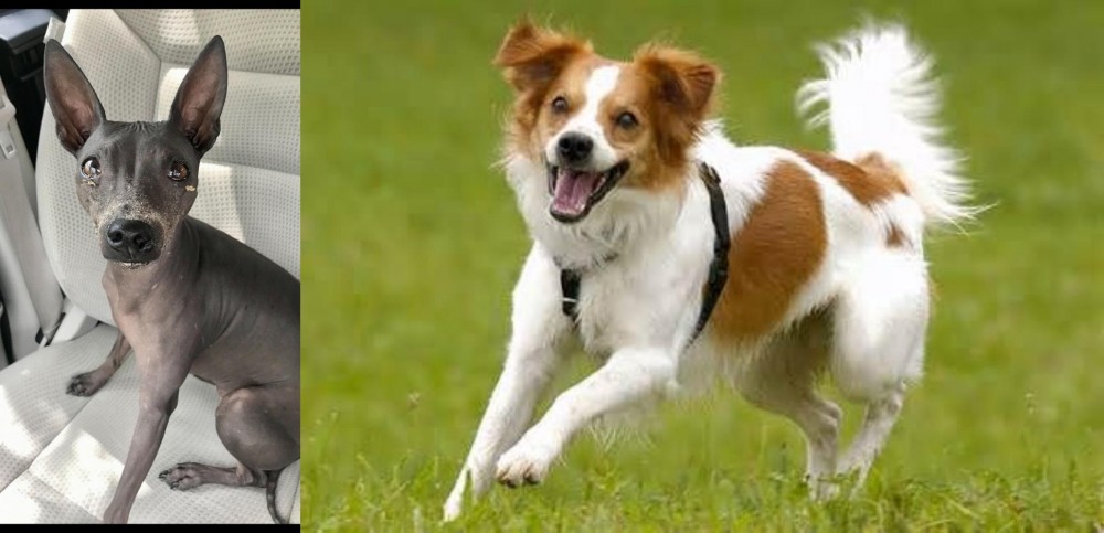 Kromfohrlander vs American Hairless Terrier - Breed Comparison