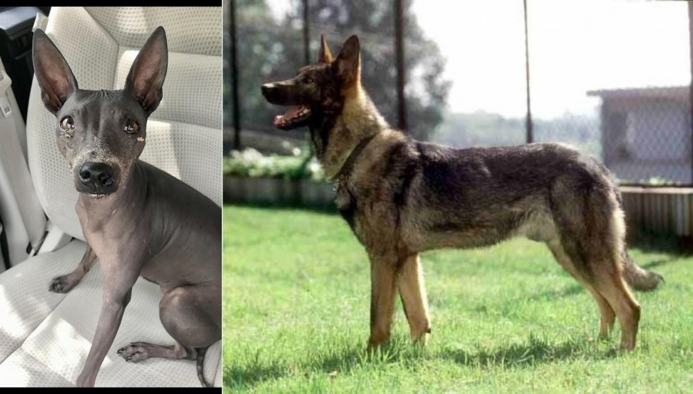 Kunming Dog vs American Hairless Terrier - Breed Comparison