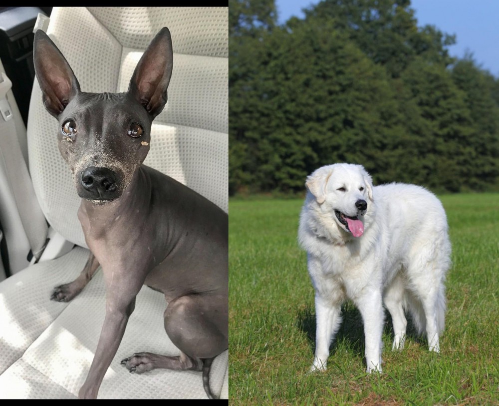 Kuvasz vs American Hairless Terrier - Breed Comparison