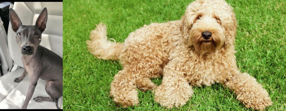 Labradoodle vs American Hairless Terrier - Breed Comparison
