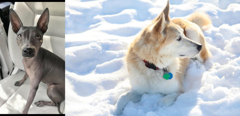 Labrador Husky vs American Hairless Terrier - Breed Comparison