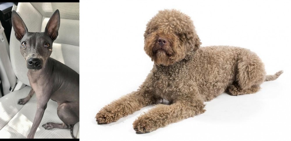 Lagotto Romagnolo vs American Hairless Terrier - Breed Comparison