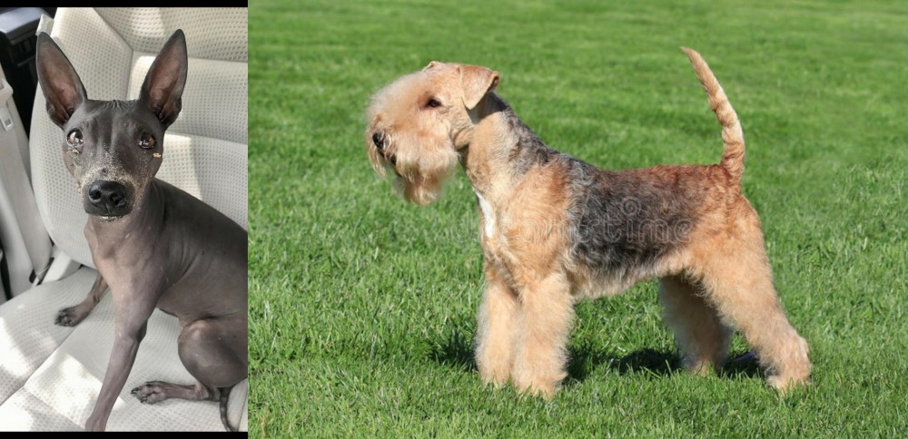 Lakeland Terrier vs American Hairless Terrier - Breed Comparison