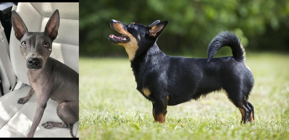 Lancashire Heeler vs American Hairless Terrier - Breed Comparison