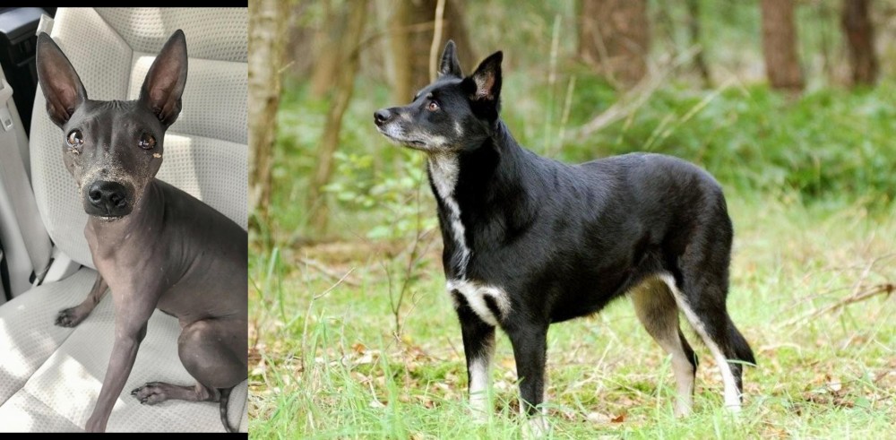 Lapponian Herder vs American Hairless Terrier - Breed Comparison