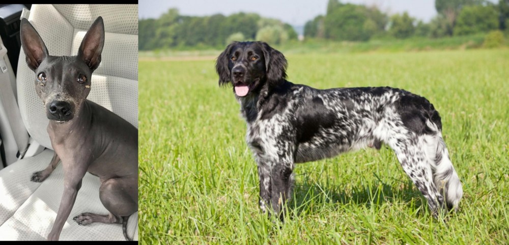Large Munsterlander vs American Hairless Terrier - Breed Comparison