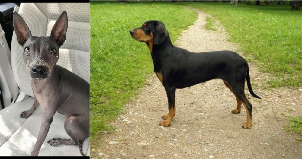Latvian Hound vs American Hairless Terrier - Breed Comparison