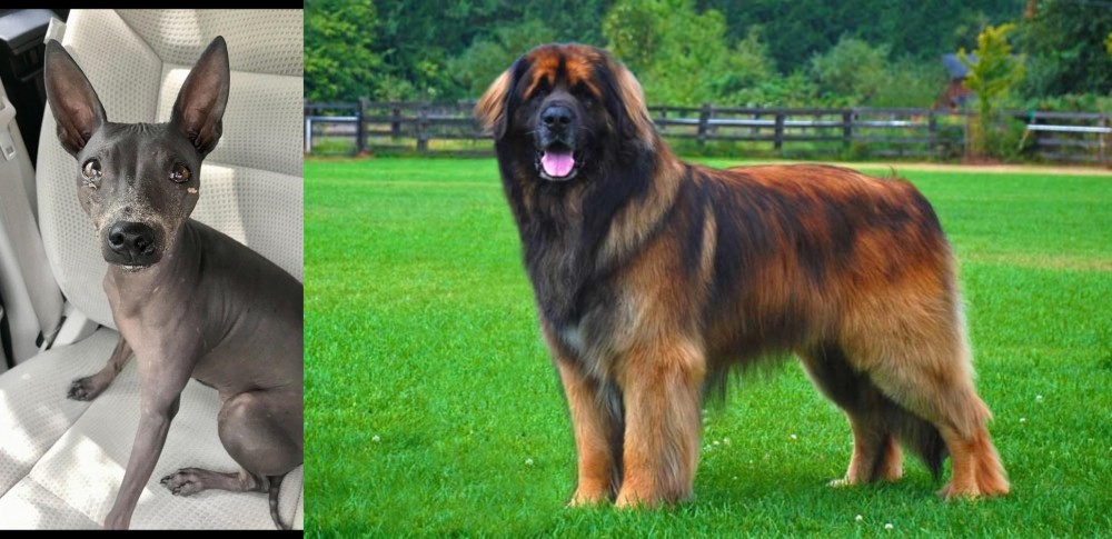 Leonberger vs American Hairless Terrier - Breed Comparison