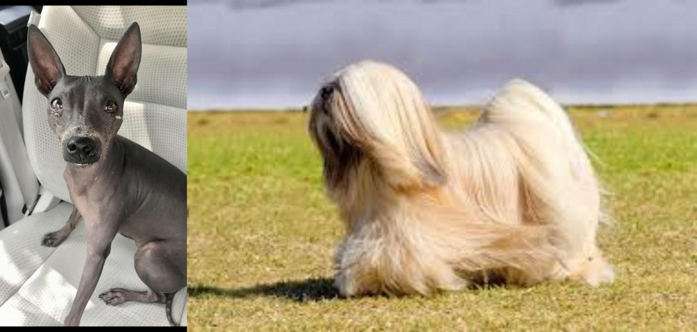 Lhasa Apso vs American Hairless Terrier - Breed Comparison