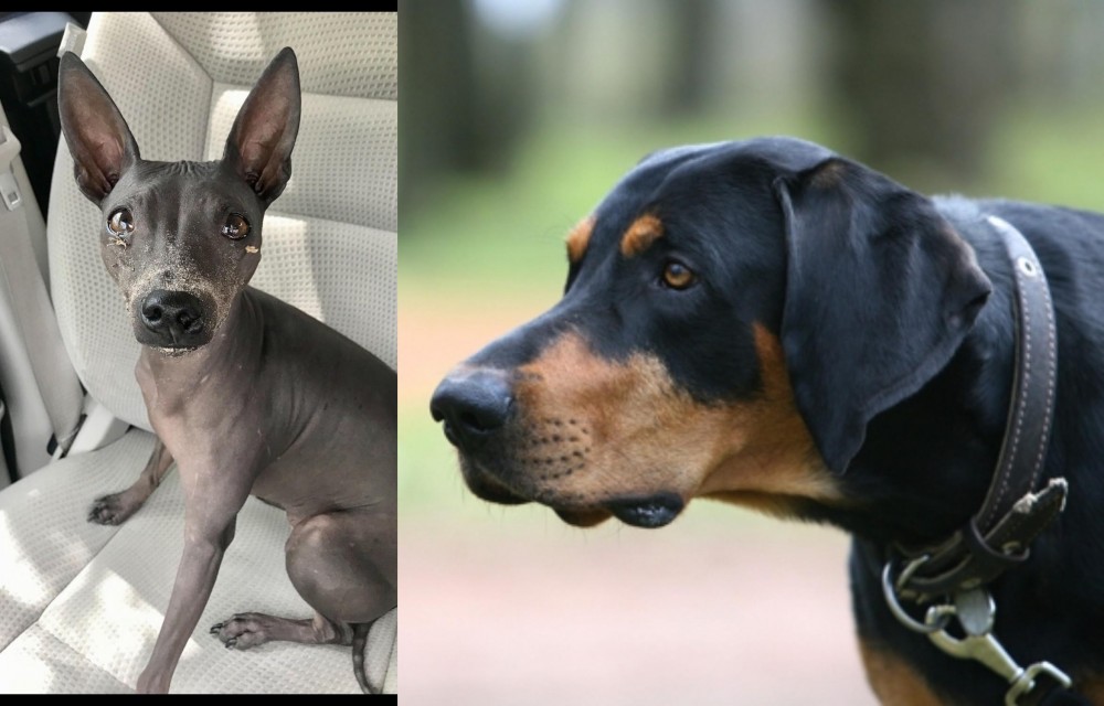 Lithuanian Hound vs American Hairless Terrier - Breed Comparison