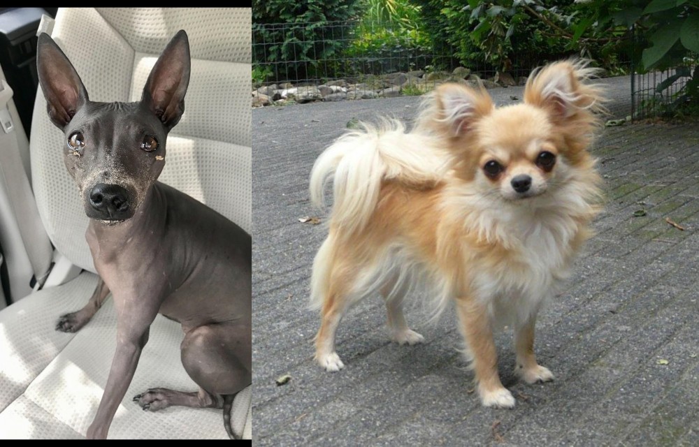 Long Haired Chihuahua vs American Hairless Terrier - Breed Comparison