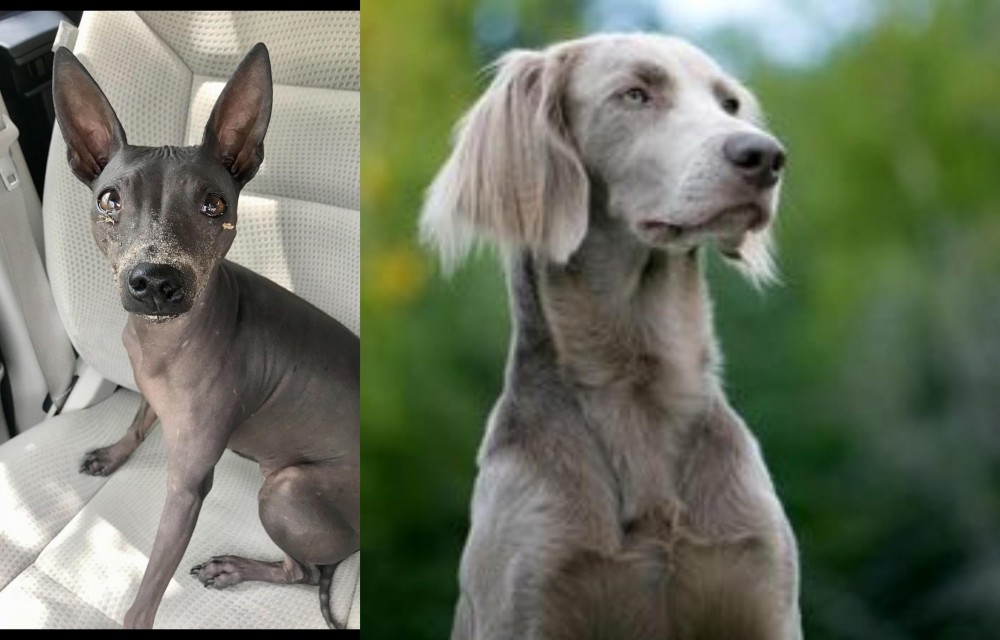Longhaired Weimaraner vs American Hairless Terrier - Breed Comparison