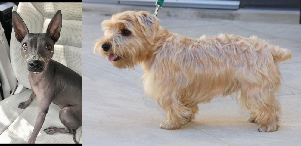 Lucas Terrier vs American Hairless Terrier - Breed Comparison