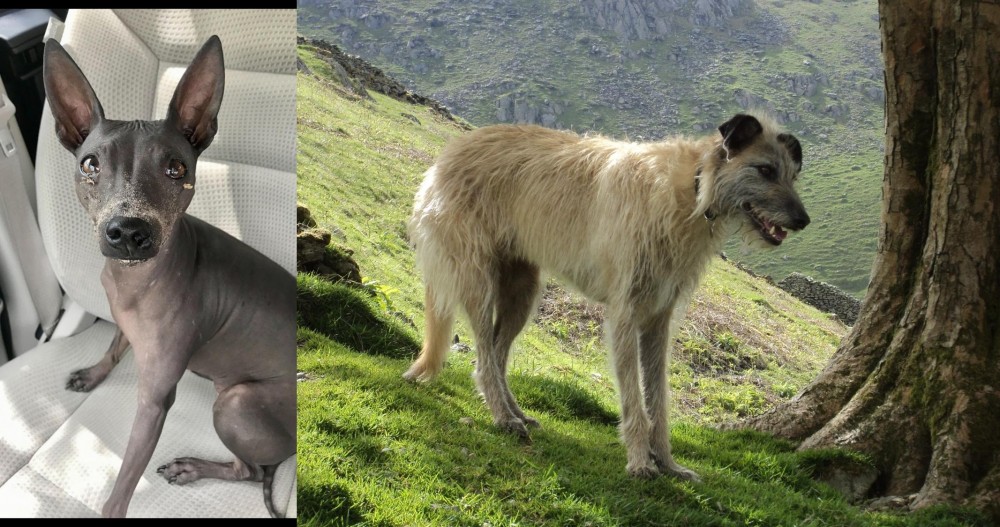 Lurcher vs American Hairless Terrier - Breed Comparison
